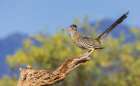Greater roadrunner-a brief moment on a cactus skeleton-USA-Arizona Art Print